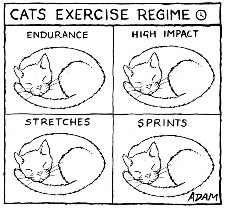 Cat Exercise Regime
