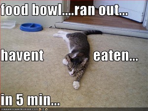 food bowl ... ran out... haven't eaten... in 5 min...