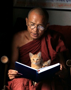 Monk Kitty