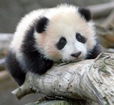 Sad Panda Bear